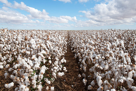 Cotton ready for harvest, near Warren, in New South Wales, Australia