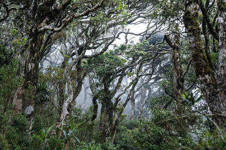 霍顿摄影照片_云中的丛林。令人惊叹的风景。斯里兰卡。霍顿平原国家公园。美妙的景色