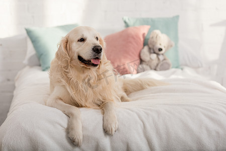 狗躺摄影照片_可爱的金毛猎犬狗躺在床上的儿童房