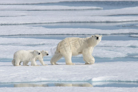 冰凌冰块摄影照片_野生北极熊（Ursus maritimus）母熊和幼熊在冰块上