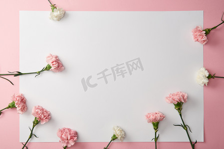 在粉红色背景上美丽的招标康乃馨花和空白卡片的顶视图
