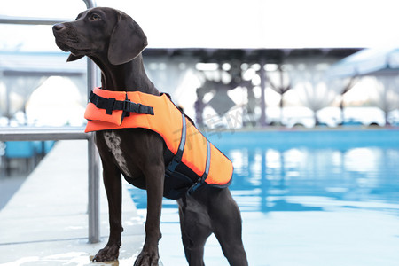 户外游泳池里穿着救生衣的狗救援队