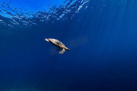 深绿的摄影照片_蓝色海洋中的海龟。深绿海龟