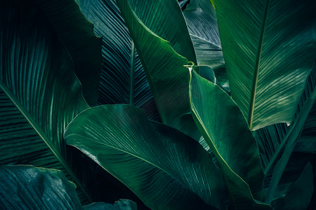 层次感深绿色背景摄影照片_热带叶子的大叶子以深绿色纹理, 抽象自然背景.