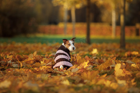 狗旅行者。秋天的心情。杰克·罗素·泰瑞尔穿着一件毛衣掉头坐着。快乐的宠物