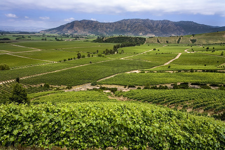 Vineyards - Colchagua Valley -智利