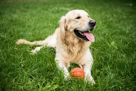 金毛猎犬狗躺在绿色草坪上的橡皮球
