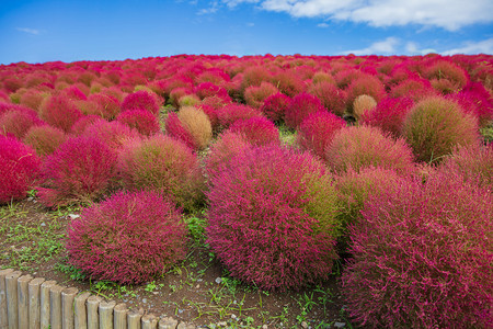 Kochia and cosmos bush with hill landscape Mountain