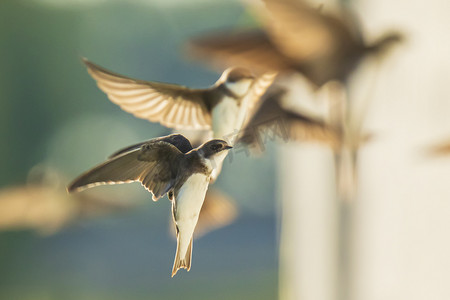 沙燕摄影照片_沙马丁,银行燕里帕里亚里帕里亚在飞行筑巢
