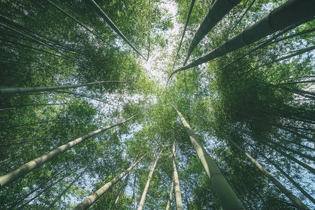 木和竹摄影照片_丛林绿林，动植物群和自然，环境 
