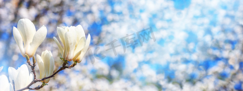 春天的背景,全景,横幅白色的木兰花在一棵树上,背景是一个盛开的花园和太阳光,与文字的空间紧密相连