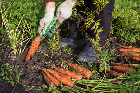 Hands of farmer pulling up carrot in vegetable garden