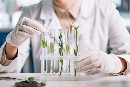 生物化学家在乳胶手套中与小植物接触试管的剪影 