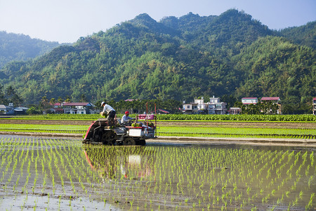 rice摄影照片_Farmers use transplant rice seedlings machine in the paddy field.