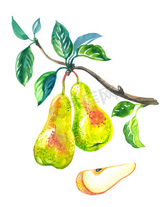 梨子背景摄影照片_分枝上的梨子和一片梨子，水色果实，以白色为背景，孤立的.