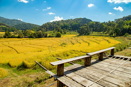 美丽的风景金色的水稻梯田和房子与成熟的水稻在泰国, 