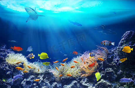 世界杯线描摄影照片_珊瑚礁里的生物 海底世界。 五彩斑斓的热带鱼 生态系统. 