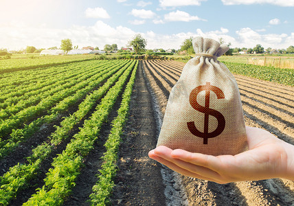 手拿着一个美元的钱袋放在一个胡萝卜种植园的背景上.支助和补贴。农业贷款。贷款给农民购买土地和种子材料,实现现代化.振兴该村.