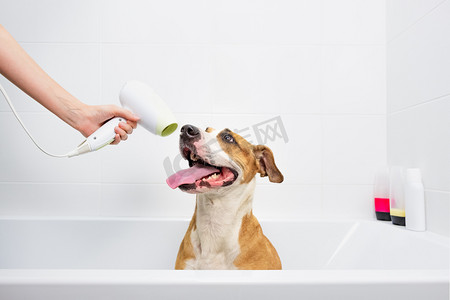 有趣的可爱的狗洗澡。 在家照顾宠物的概念：经过训练的听话的斯塔福德郡宠物狗坐在一个白色的浴缸里，用手拿着吹风机把狗弄干