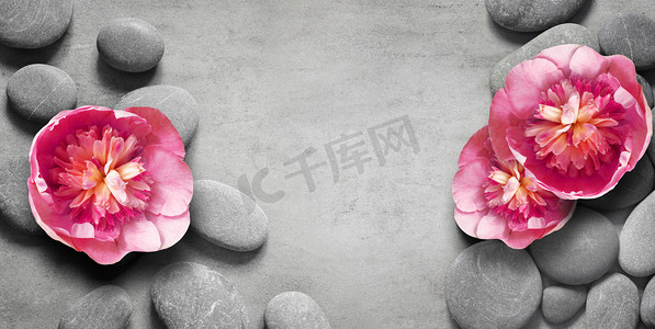 扁平铺组成与温泉石，在灰色背景的皮翁粉红色花.