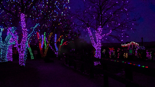 装饰有蓝色和紫色圣诞灯的树木.