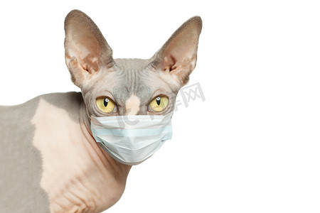 头戴医用面罩的无毛猫，白色背景隔离