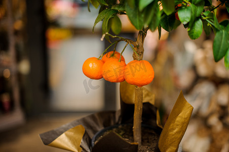 桔子摄影照片_有多汁叶子和桔子果实的年轻甘肃树，装在金黄色纸巾包裹的罐子里