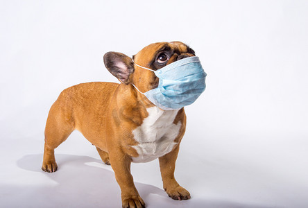 每个人摄影照片_检疫期间，一只戴面具的法国斗牛犬的情绪。Coronavirus 。在工作室里被白色隔离了每个人都必须戴口罩。友好的概念