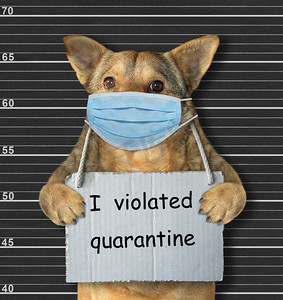 黑色内容摄影照片_身穿外科防护面罩的米色狗被捕。它脖子上有个标志说我违反了检疫规定Coronavirus 。亮丽的黑色背景.