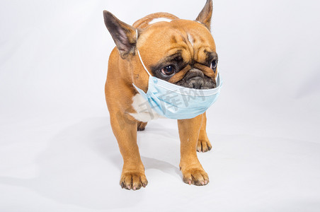检疫期间，一只戴面具的法国斗牛犬的情绪。Coronavirus 。在工作室里被白色隔离了每个人都必须戴口罩。友好的概念