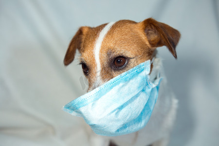 每个人摄影照片_Jack Russell Terrier被隔离了Coronavirus 。每个人都必须戴口罩.