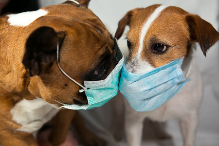 遵守医嘱摄影照片_狗:法国斗牛犬和杰克罗素检疫.Coronavirus 。每个人都遵守检疫规则。戴上口罩的吻狗