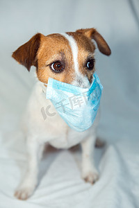Jack Russell Terrier被隔离了Coronavirus 。每个人都必须戴口罩.