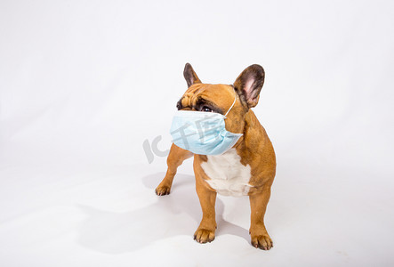 戴情绪面具的人摄影照片_检疫期间，一只戴面具的法国斗牛犬的情绪。Coronavirus 。在工作室里被白色隔离了每个人都必须戴口罩。友好的概念