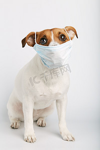 疾病防疫摄影照片_杰克鲁塞尔或小狗品种坐在白色的背景上，戴着面具以防止污染或疾病.