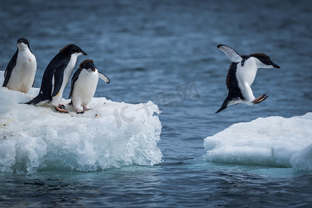 不会做笔记摄影照片_阿德利企鹅跳之间两个浮冰
