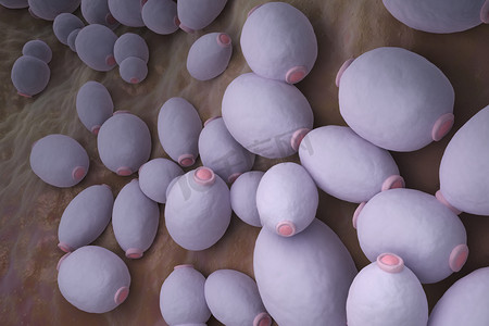3d细胞模型摄影照片_白念珠菌是一种二倍体真菌，既作为酵母又作为丝状细胞生长，是人类机会性口腔感染和生殖器感染的致病因子