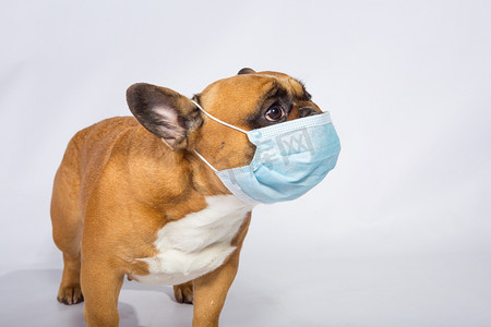 检疫期间，一只戴面具的法国斗牛犬的情绪。Coronavirus 。在工作室里被白色隔离了每个人都必须戴口罩。友好的概念