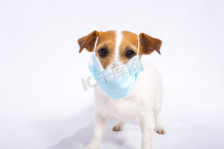 Jack Russell Terrier被隔离了在工作室里被白色隔离了Coronavirus 。每个人都必须戴口罩。狗对他的保护很满意