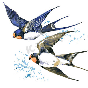 复古海报风摄影照片_燕子。燕子水彩插图。春天的鸟。鸟雨燕。斯威夫特飞行