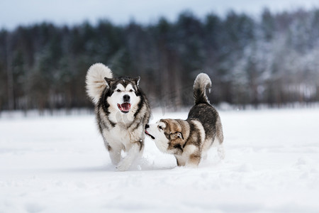 两只狗繁殖阿拉斯加雪橇犬走在冬天