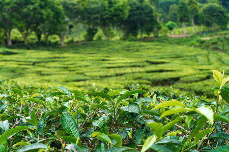 茶园卡梅隆山谷。马来西亚高地的绿山。茶叶生产。绿树成荫的茶叶