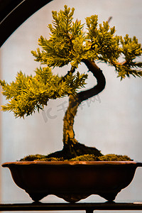 在密歇根州大急流城的一个展览上的小松松盆景树