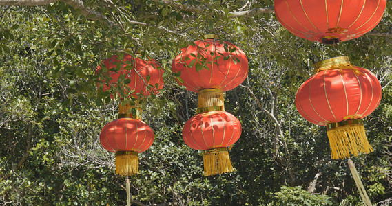 挂在树上的中国红灯笼 