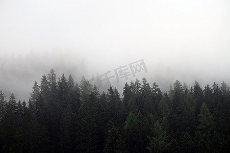 巴基斯坦大使馆摄影照片_雾中的松树奥地利巴德加斯坦