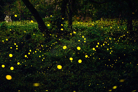 萤火虫幼虫摄影照片_萤火虫在森林里飞舞在泰国的Prachinburi，萤火虫在夜晚的灌木丛中。长期曝光照片.