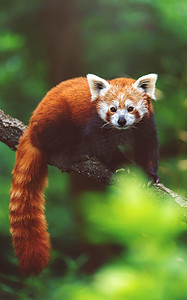 熊猫动物园摄影照片_树上的红熊猫（金银花）