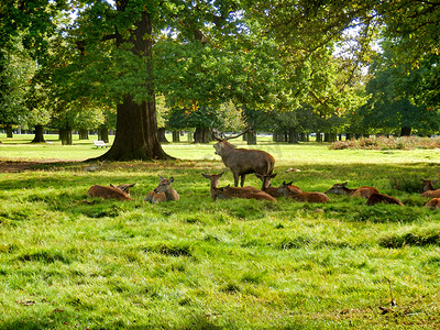 Red deer stag bellowing to ward off rivals and protect his hinds during the rutting season