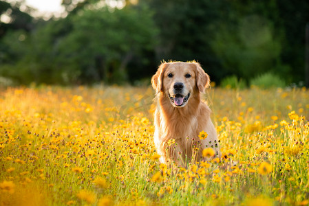 黄花盛开的田野里的黄金收割者美丽的狗，黑眼睛苏珊花盛开。在花朵和金色的阳光下，在夕阳的余晖中找回自己.