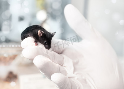 男性黑色摄影照片_黑色的实验室老鼠坐在男性手上戴着手套